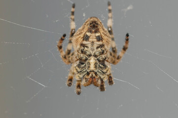 spider in a web close-up on a gray background