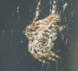 spider in a web head down, side view close-up on a gray background © Andrei