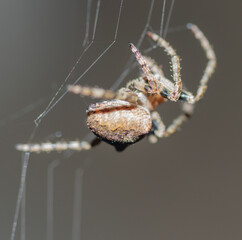 spider in a web on a dark gray background bottom view