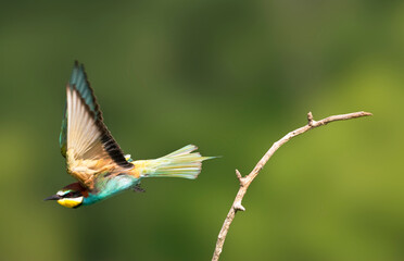 Bijeneter, European Bee-eater, Merops apiaster