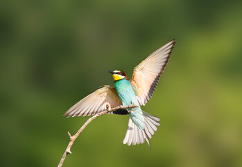 Bijeneter, European Bee-eater, Merops apiaster