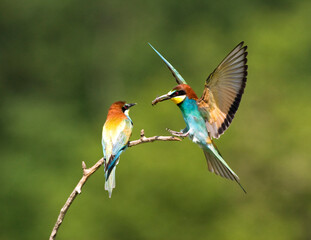 Bijeneter, European Bee-eater, Merops apiaster