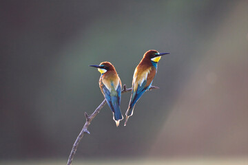 Bijeneter, European Bee-eater, Merops apiaster