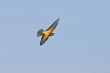 Foto auf Acrylglas Bijeneter, European Bee-eater, Merops apiaster © AGAMI