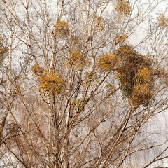 Mistletoe parasitizing the birch in the suburbs in early spring