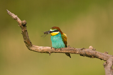 Bijeneter, European Bee-eater, Merops apiaster