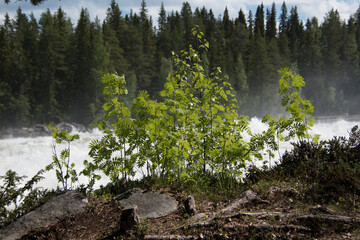 Small tree growing on the side of a river.