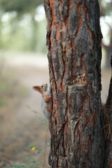 tame fluffy squirrel in the forest close-up eating nuts