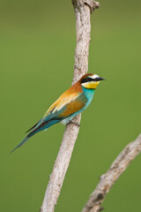 Bijeneter, European Bee-eater, Merops apiaster