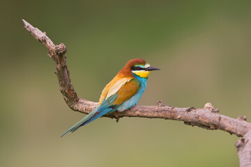 Fototapeta premium Bijeneter, European Bee-eater, Merops apiaster