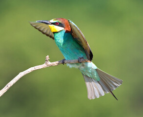 Bijeneter, European Bee-eater, Merops apiaster