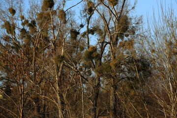 Mistletoe parasitizing a tree in the suburbs in early spring