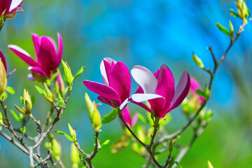 Pink magnolia flowers
