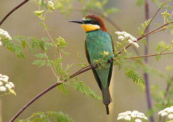 European Bee-eater, Bijeneter, Merops apiaster