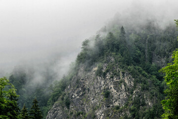 Foggy weather in the mountains. Old pine trees and rocks in the haze