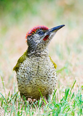 Groene Specht, European Green Woodpecker, Picus viridis