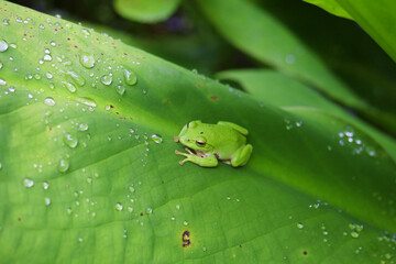 シュレーゲルアオガエル