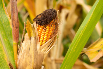 Yellow corn ready to harvest in the corn field.