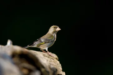 Foto op Aluminium Groenling, European Greenfinch, Chloris chloris © AGAMI