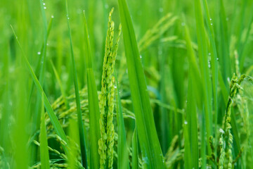 The fields are full of green rice plants in the morning dew.