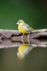 Obraz premium Groenling, European Greenfinch, Chloris chloris