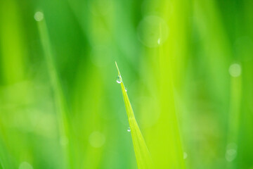 Green background and water droplets on leaves.