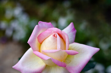 Image of flower of a yellow-pink rose with green leaves.