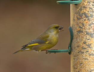 European Greenfinch, Groenling, Carduelis chloris