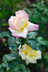 Image of flower of a yellow-pink rose with green leaves.