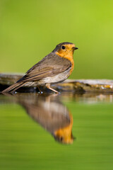 Obraz premium Roodborst, European Robin, Erithacus rubecola