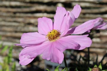 Beautiful pale pink Cosmos flower, close up, outdoors in a rustic garden setting. Copyspace top left