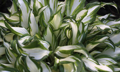 green variegated leaves hosts close up top view