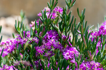 Naklejka premium Ruschia sp pertenece a la familia Aizoaceae