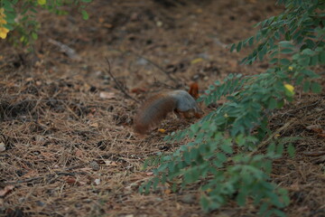 tame fluffy squirrel in the forest close-up eating nuts