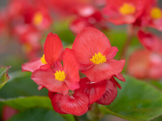 ベゴニアの花