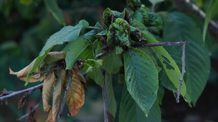 cherry tree affected by pests aphids and ants. Photo
