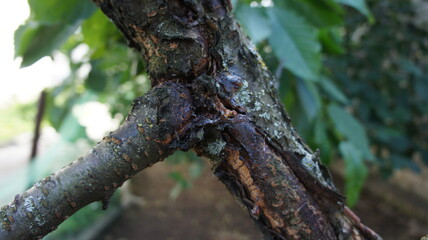 cherry tree affected by trunk bark disease. Photo