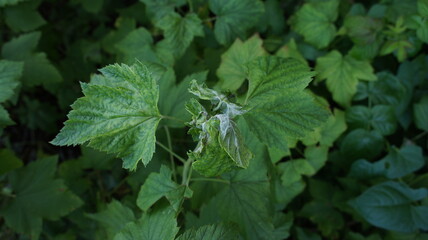 Fototapeta na wymiar Currant bush affected by a pest mite. Photo