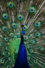 Obraz premium Pfau mit schönem Federkleid