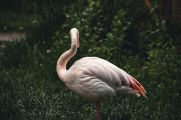 schüchterner Flamingo