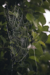 Tropfen am Spinnennetz