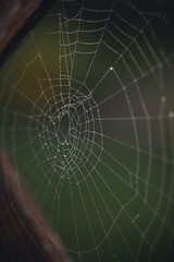 Detailaufnahme eines Spinnennetzes