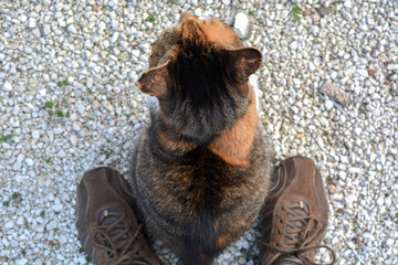 Calico cat or Tortoiseshell cat sitting on the ground.