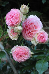 Rose rosa