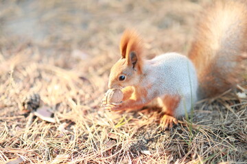 tame fluffy squirrel in the forest close-up eating nuts