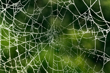 spider web with dew