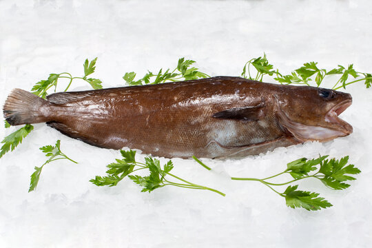 Fresh greater fork-beard sea fish on ice.