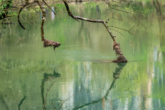 Water reflections at Zlatna Panega national natural reserve, Northern Bulgaria. Dead branches touch the surface