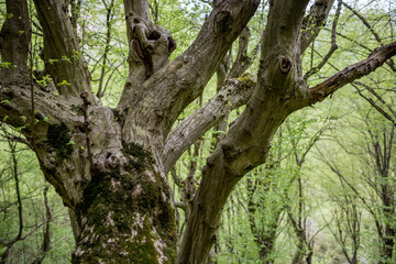 Huge tree trunk, selective partial view, blurred green background, deep in the forest. Northern Bulgaria, European nature