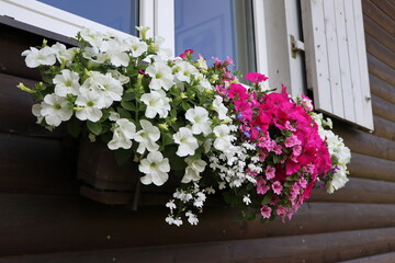 Window box full of colorful petunias . Pink and white flowering plants in a flower box in the window sill